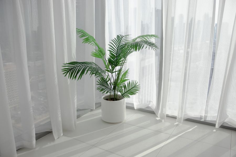 planta decorando una esquina cerca de una cortina